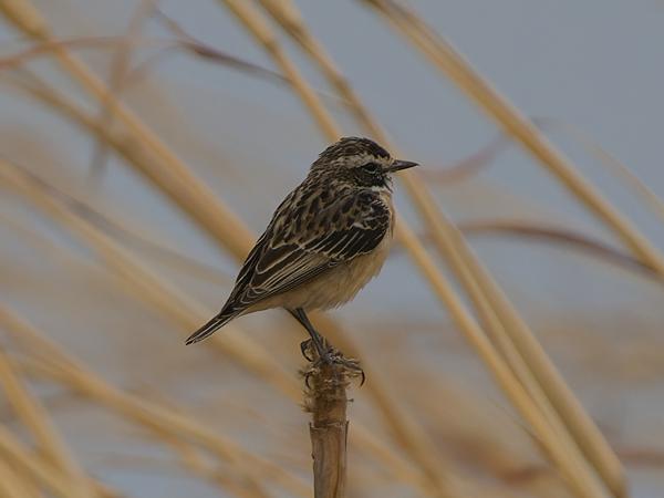 <h3><a href="/trips/gambia/biota/animalia/chordata/aves/040 passeriformes/108 muscicapidae/saxicola rubetra/saxicola rubetra-nl.html">Saxicola&nbsp;rubetra</a> / Whinchat / Paapje</h3>OM-1 Mark II met OLYMPUS M.150-400mm F4.5, 1/2000 sec  bij F4.5, ISO 640, afstand 23.2&nbsp;m